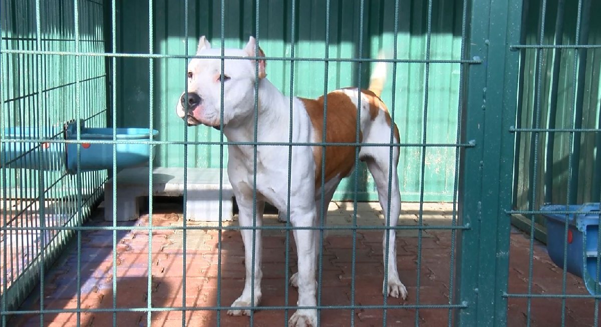 pitbull