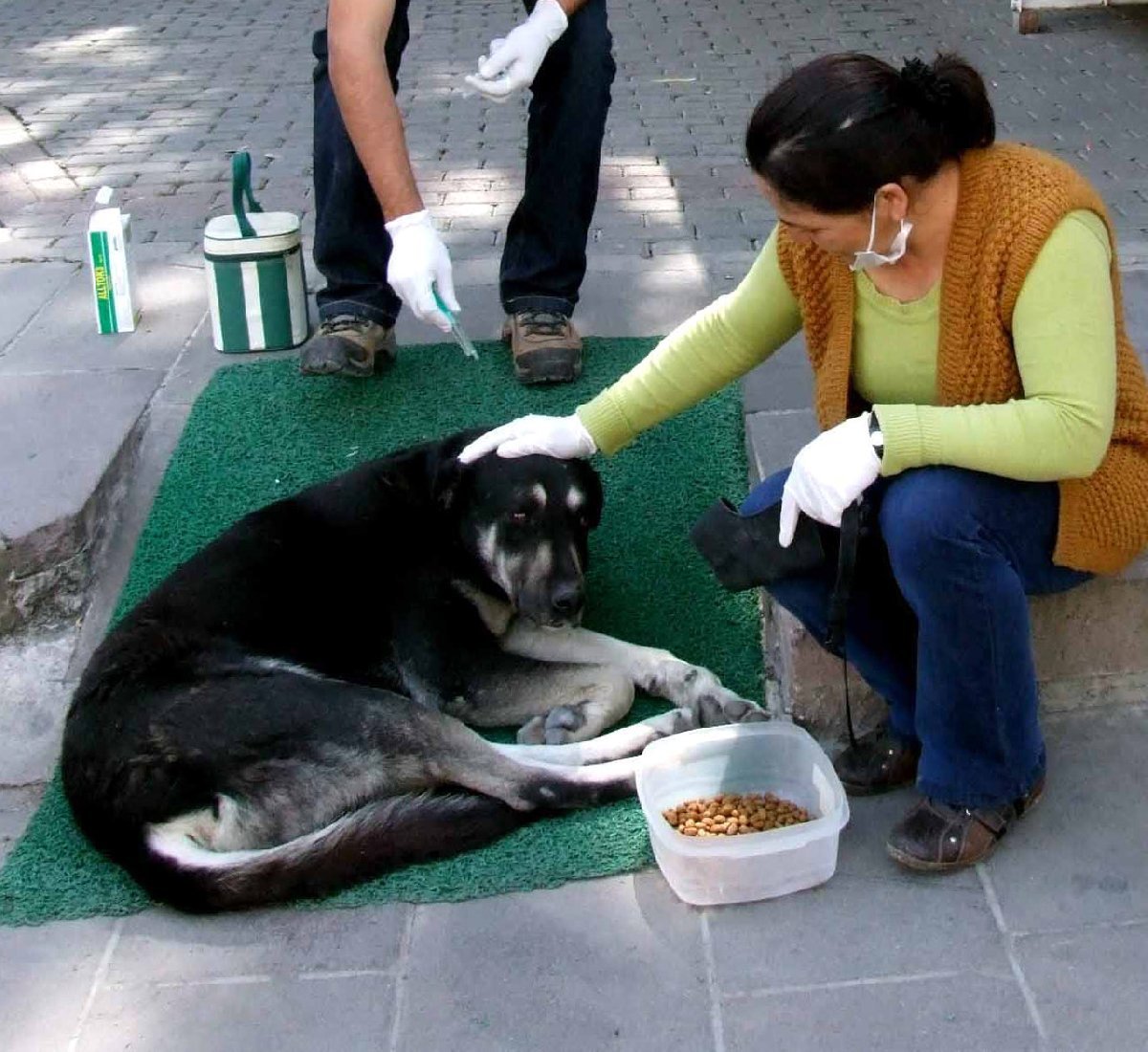köpek